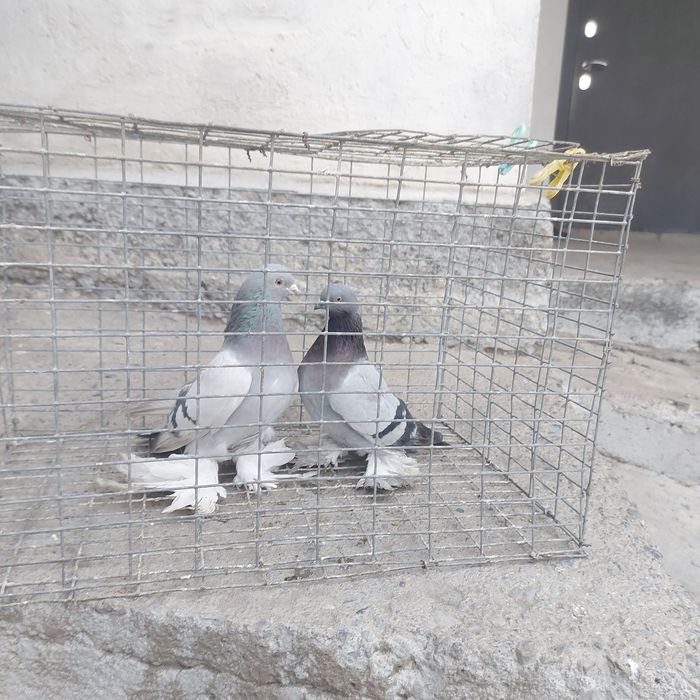 Уди самец тяга 15 20 метров