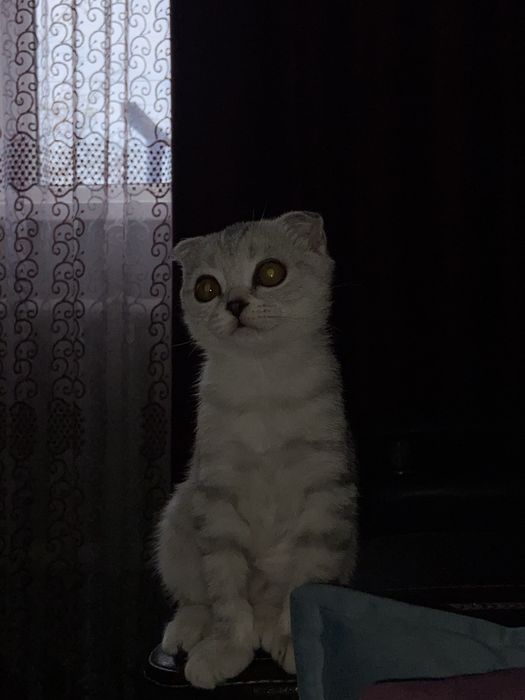 Фолд тұқымды  мысық сатылат