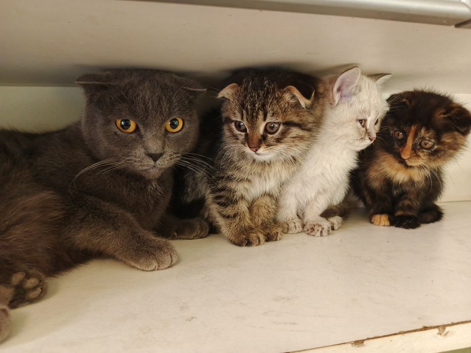 Skottish fold bolalari sotiladi 100$ sogʻlam