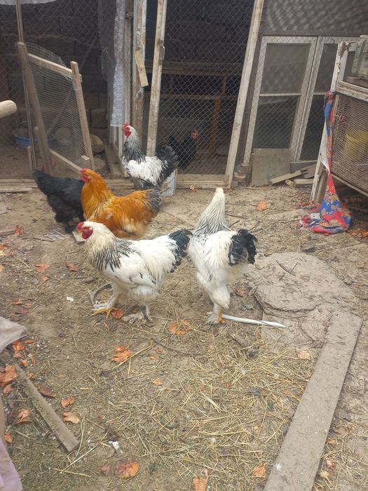 Brama tuxumlari sotiladi