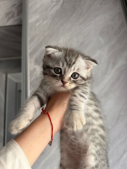 Продаются котата скотиш фолд