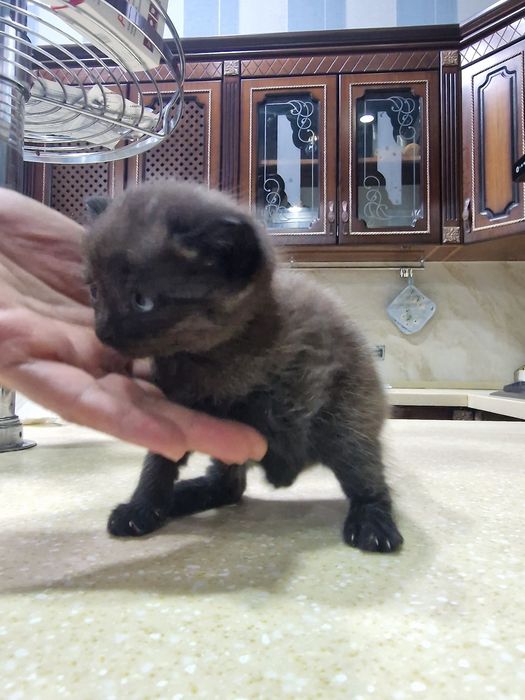 Котёнок шиншилы.