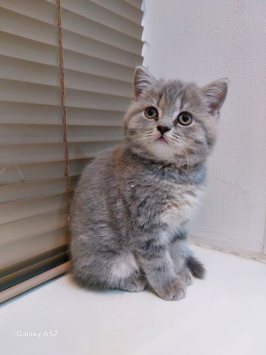Продаю котёнка домашни