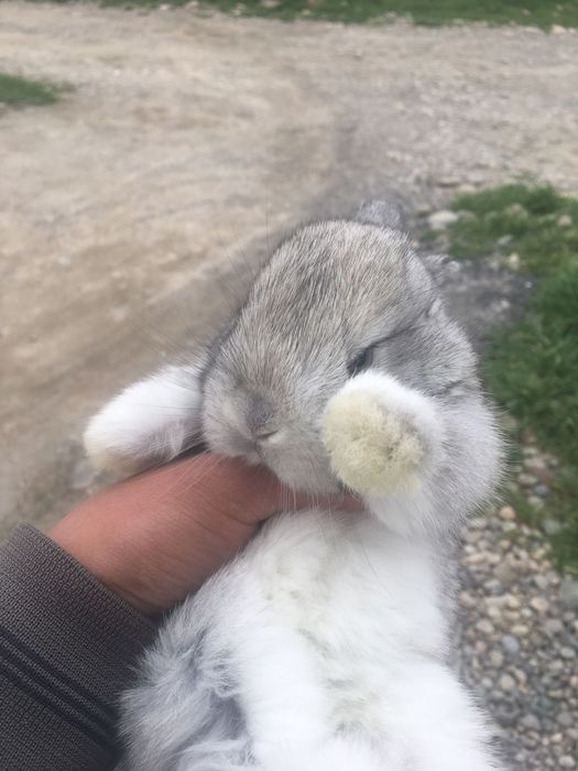 Кральчат пародистых