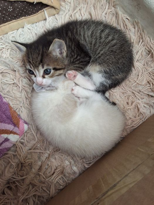 Котята в добрые руки