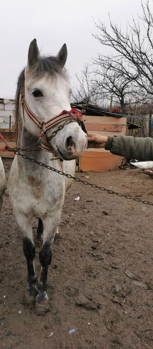 manza de vanzare sau schimb