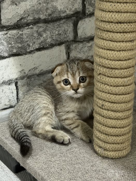 Продаются котята
