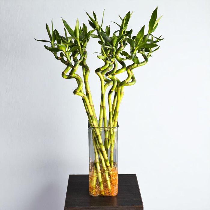 Бамбук Цветы Орхидея Гуллар Комнатные Растения