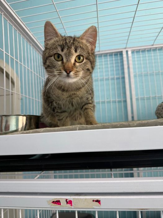 Ищем хозяев для кошечки