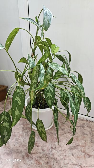 Комнатные растения