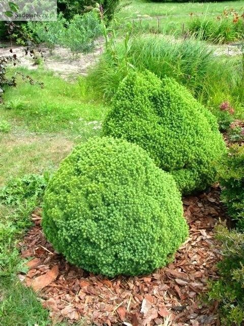 Пицея Алберта Глобе