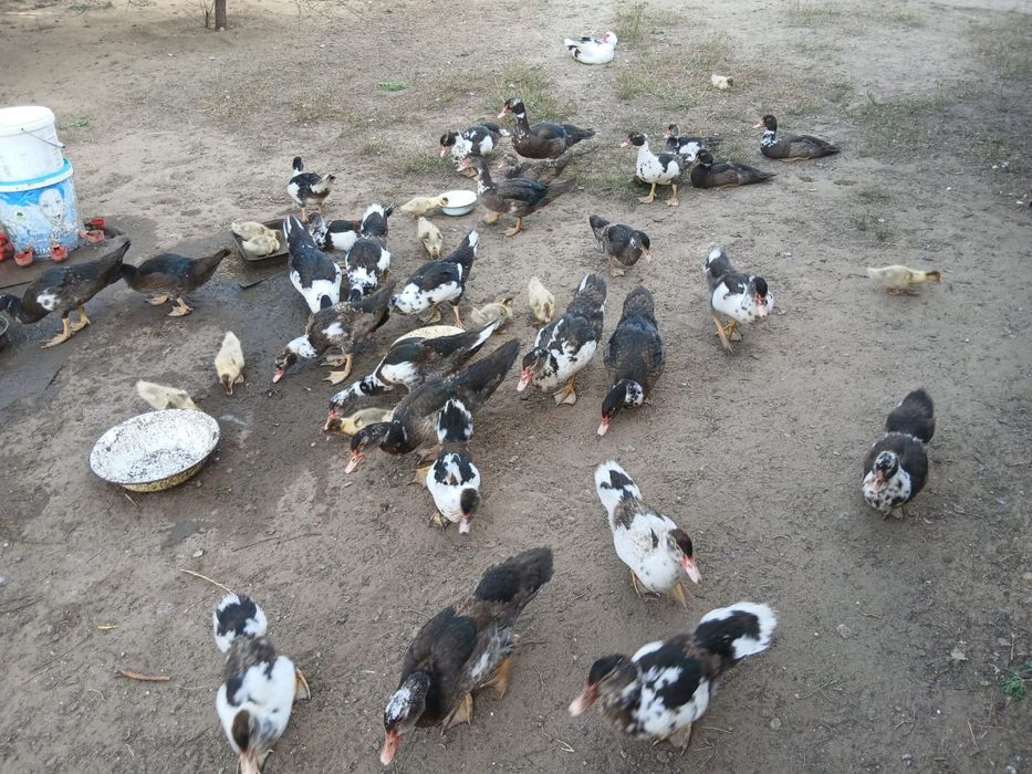 Индоутки домашний