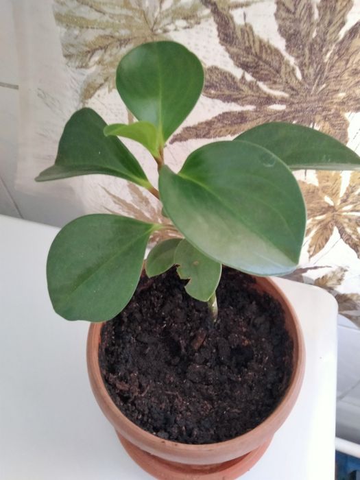 Пеперомия комнатный цветок