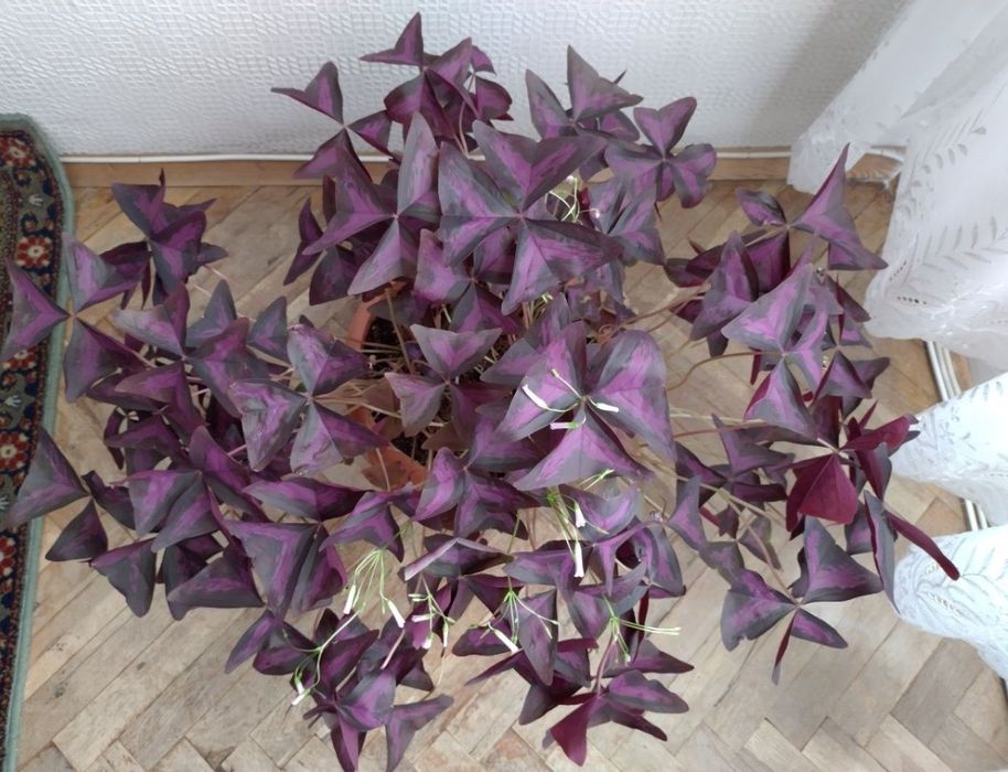 Фикус Бенджамин и Кралска теменужка