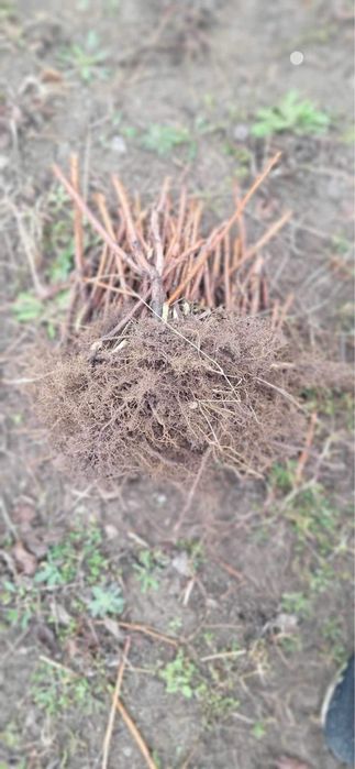 Разсад ягоди Азия, Клери, Албион и малини Полка, Люлин