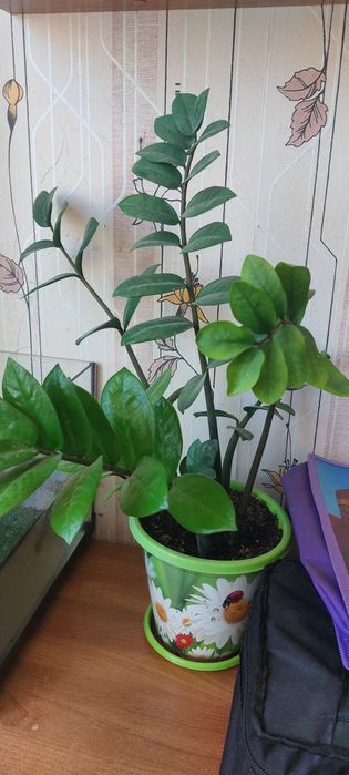 Комнатные растения