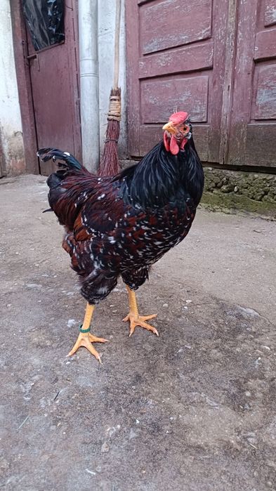 Cocos wyandotte portelan