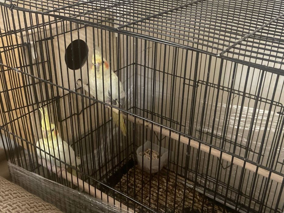 Assalom alekum karella qush