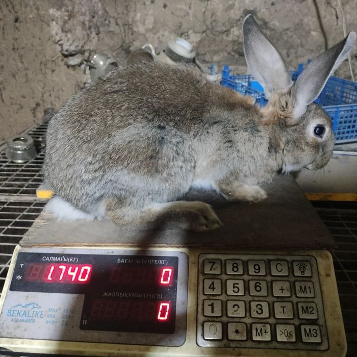 Продам крольчат 4 месеца от роду