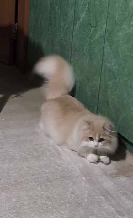 9-месечна женска Ragdoll mix котка