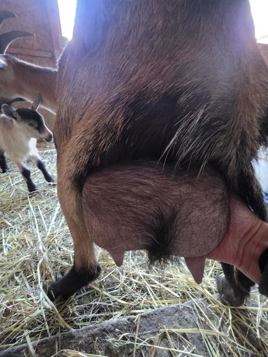 Vând capra  cu iada urgent