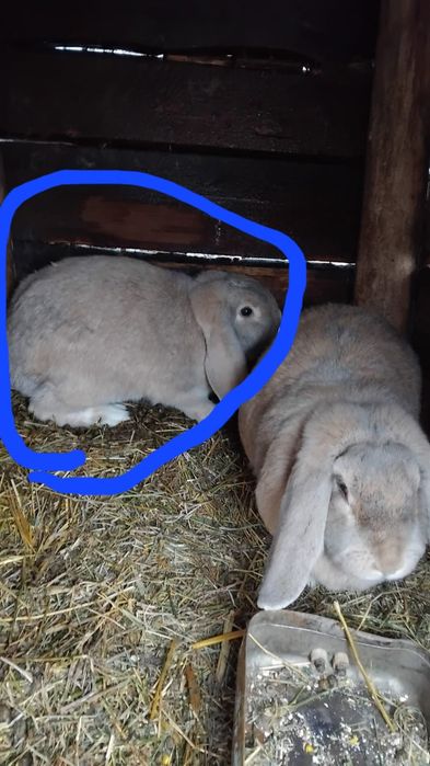 Femelă Berbec german vârsta 5 luni