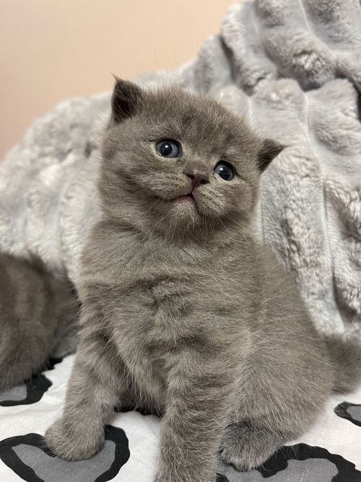 Вислоухие Шотландские Скоттиши