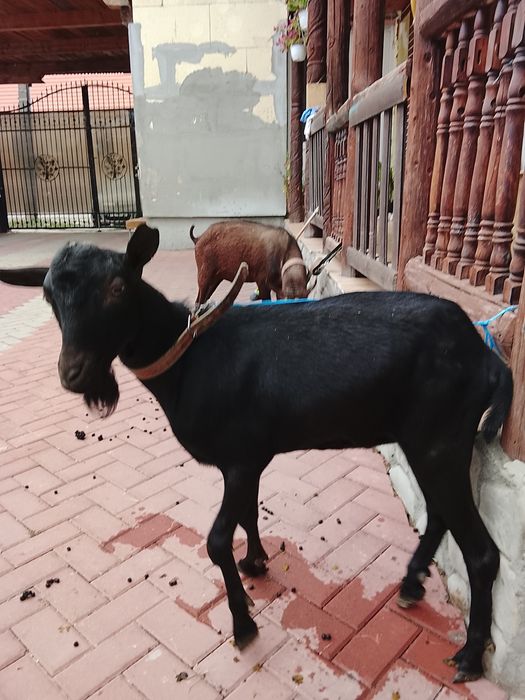 De vânzare țapi de 2 ani și 1 an și de  8 luni