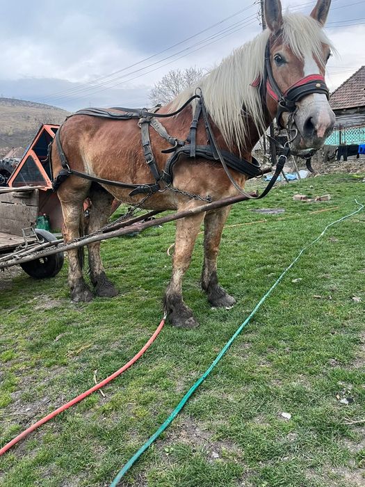 Vând iapa Contois 5 ani, cu acte în regula