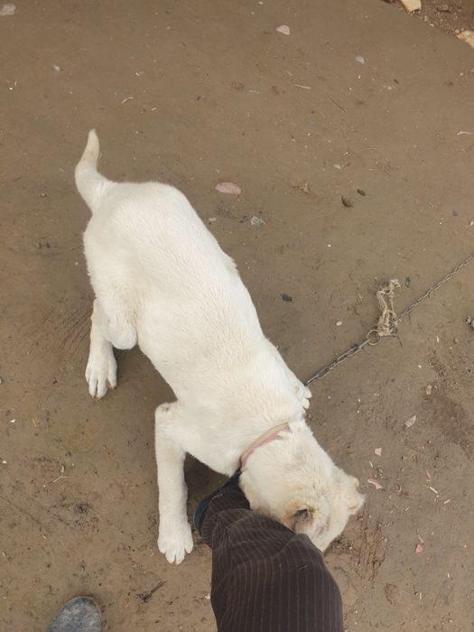 Kuchuk bolasi  sotiladi  2 oylik