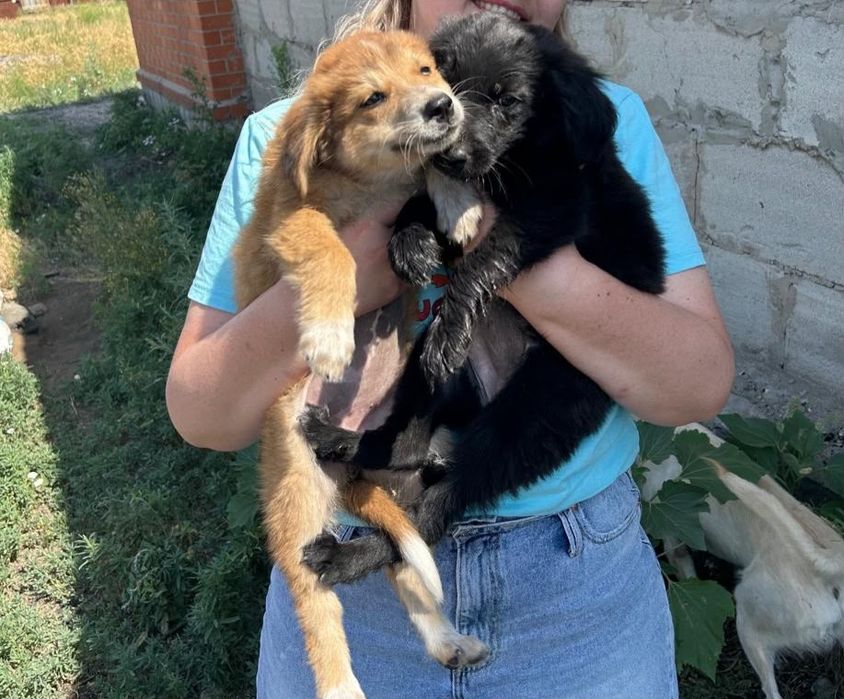 Отдам в добрые руки
