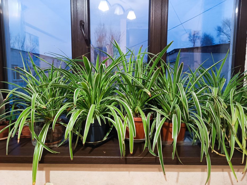 Хлорофитум комнатные растения