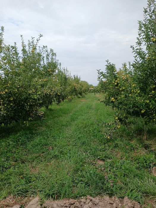 На продаже яблоки
