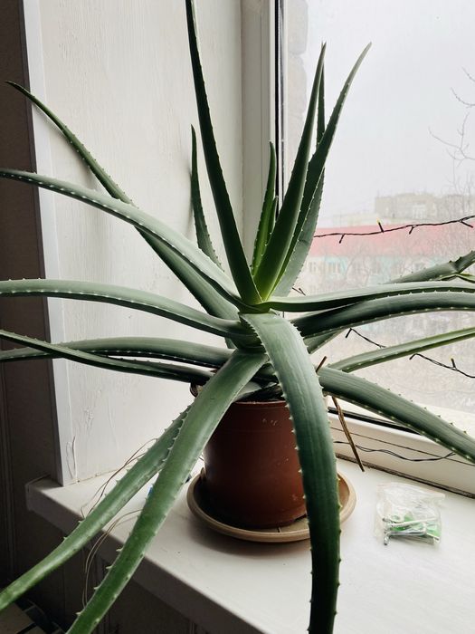 Домашние растения