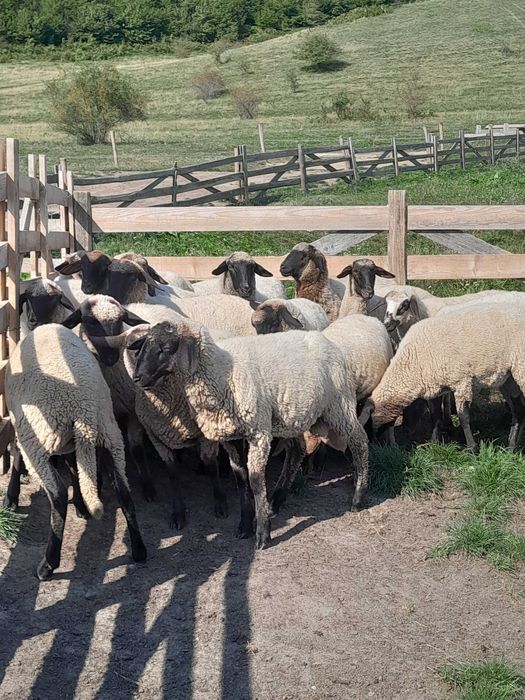 Vând oi  ( mieluțe )