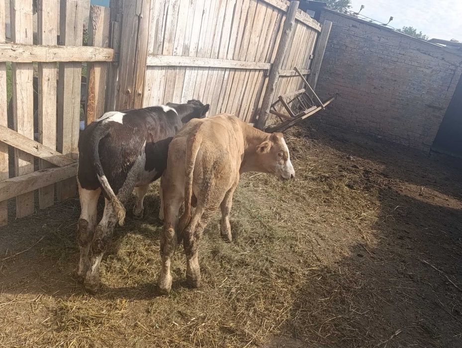 Продам телят бычки