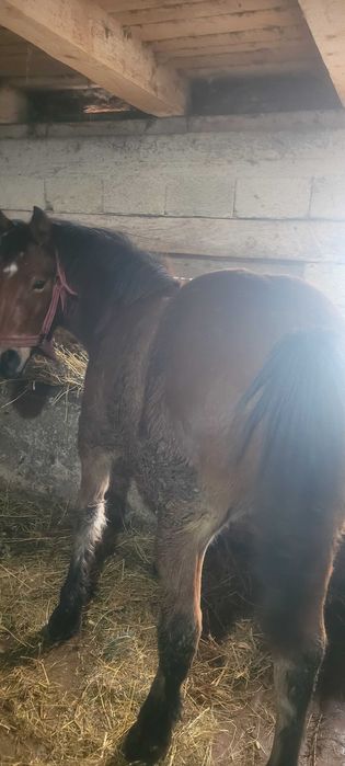 Manz de vanzare  din cai semigrei