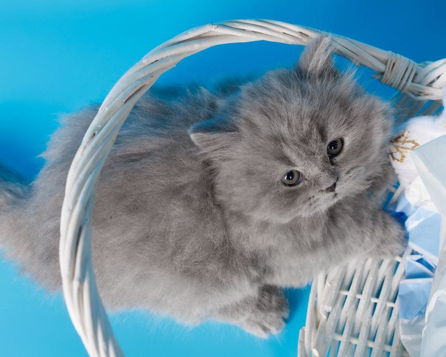 Длиношерстные британские котята