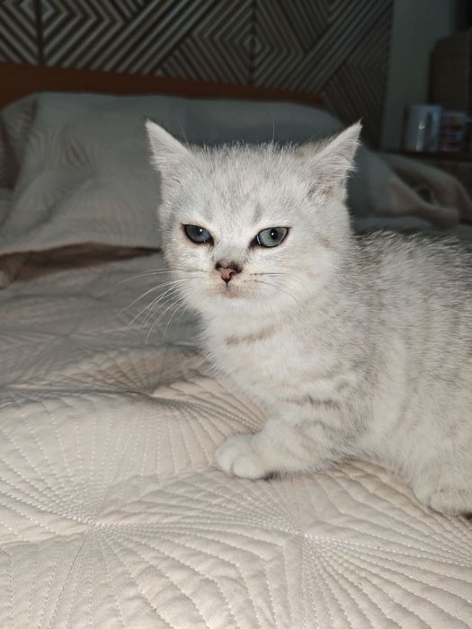 Шиншилла серебро с родословной