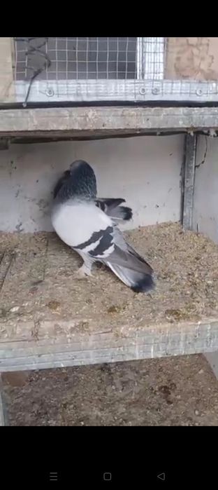 Tureyskiy takla sotiladi oladiganlar