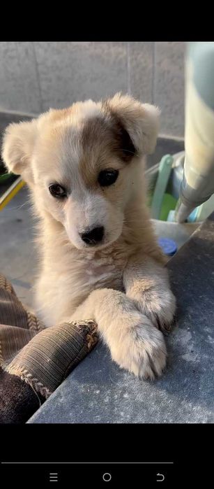 Отдам щенка в добрые руки