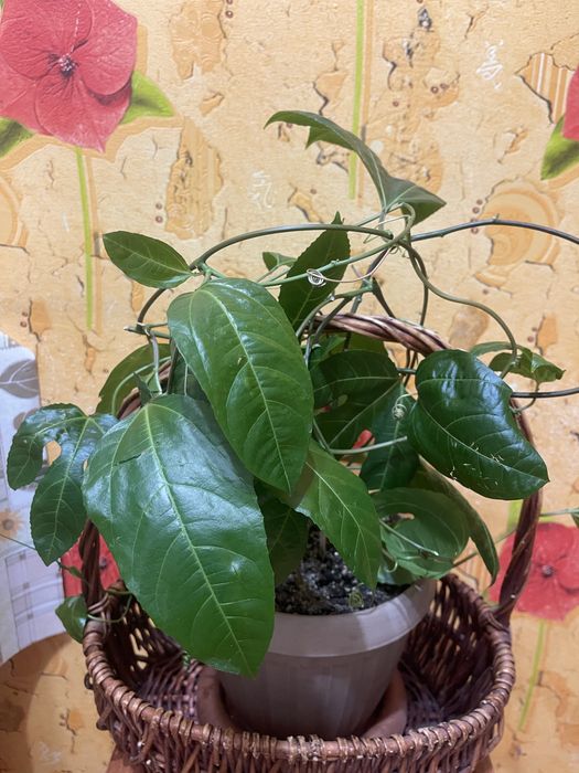 Продам пассифлору маракуйю