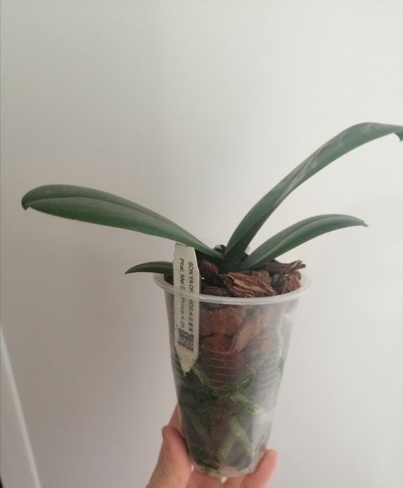 Орхидея Mei Dar Prince K-25