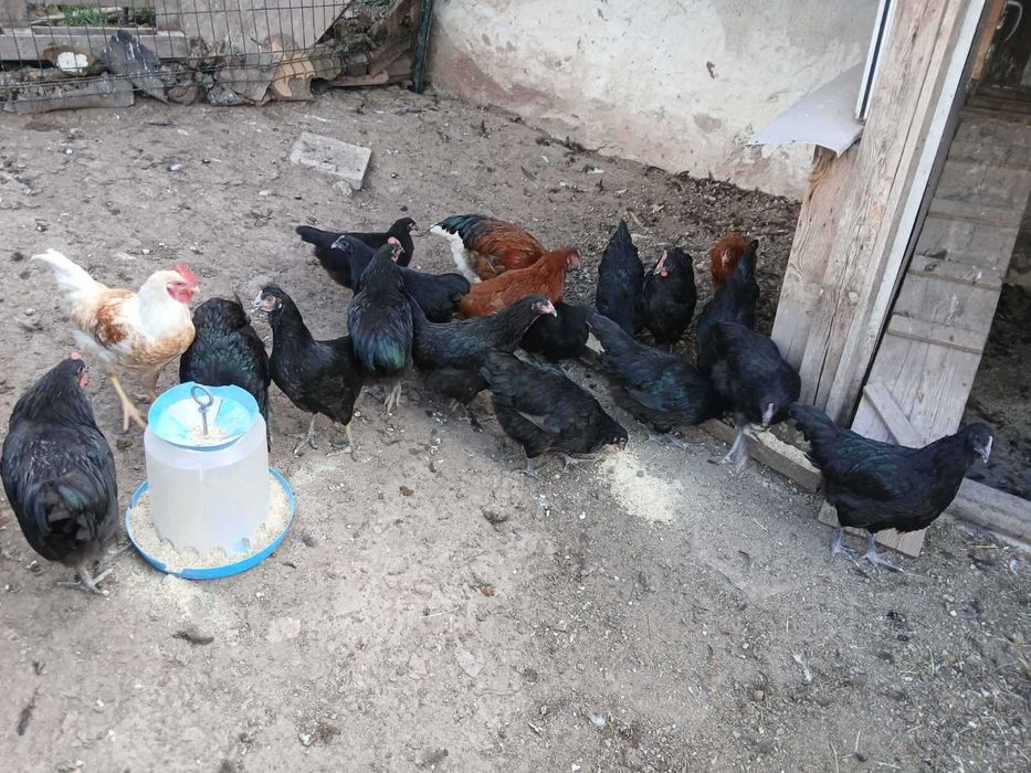 Продавам пронесли млади ярки и кокошки Ломан браун