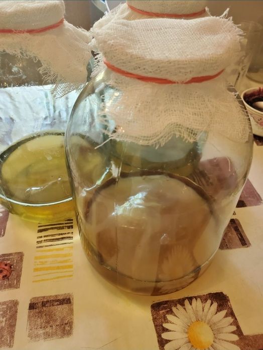 Чайный гриб, комбуча