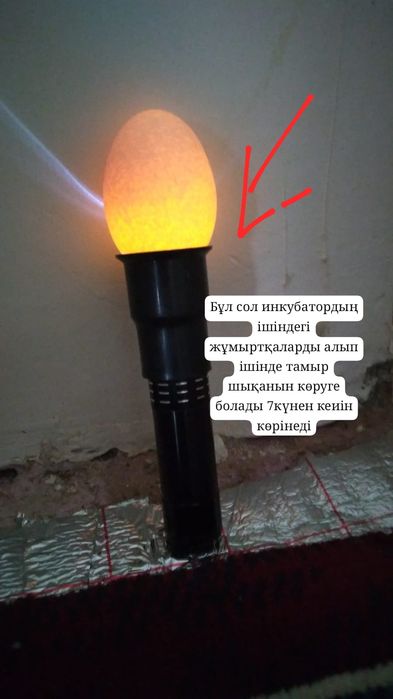 Инкубатор для птиц