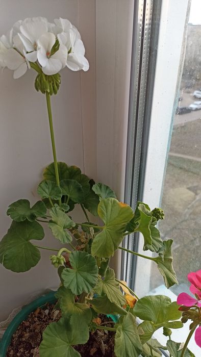 Пеларгония зональная ( герань)