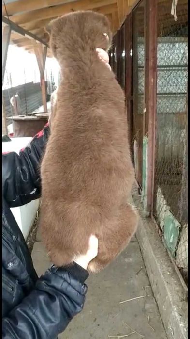 Ну очень жирненький мальчик хаски