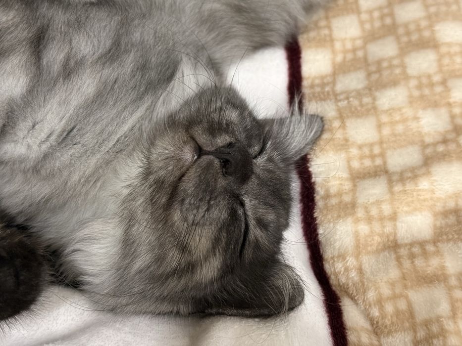 Кота Чиби в добрые руки
