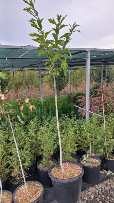 Червен Дъб на гол корен височина 180-200см